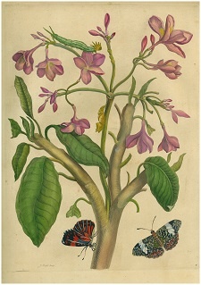 18-19世紀の博物画（銅板手彩色2）small