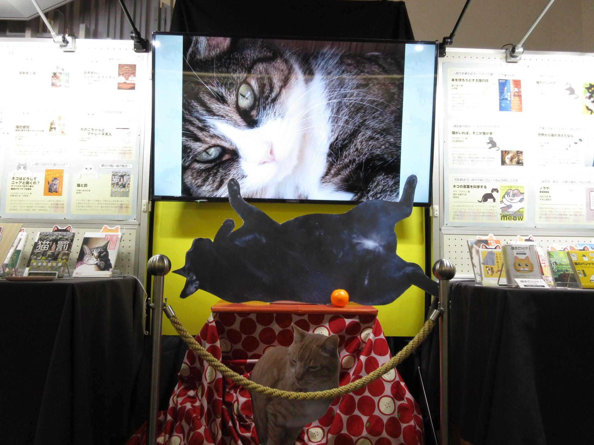 展示「猫本だらけ！」 |展示情報 | イベント・展示・日比谷カレッジ